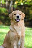 Thumbnail of Golden Retriever